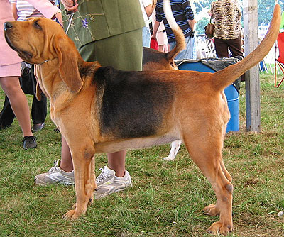 bloodhound-svatohubertsky-pes-4