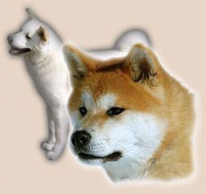 akita-inu.jpg