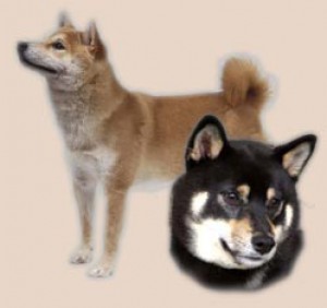 shiba-inu.jpg
