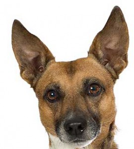 dog-ears.jpg
