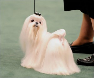 maltese.jpg