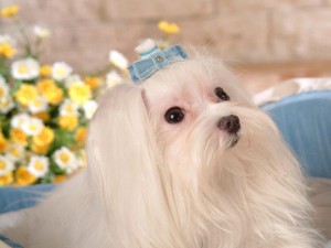 maltese-dogs.jpg
