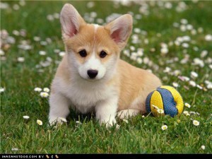 cute-puppy-pictures-cyoot-puppeh-ob-teh-day-play-ball.jpg