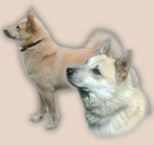 norsky-buhund.jpg