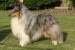 shetland_sheepdog_01.jpg