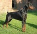Doberman.jpg