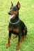 Dobermanxd.jpg