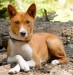 basenji 2.jpg