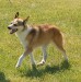 norsky-lundehund-5