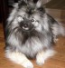 Keeshond-Dog-Breed-Pictures