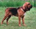 bloodhound-svatohubertsky-pes