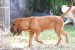 bloodhound-svatohubertsky-pes-2