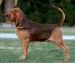 bloodhound-svatohubertsky-pes-3