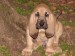 bloodhound-svatohubertsky-pes-8