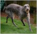 Scottish Deerhound_Breed.jpg