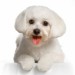 Maltese-Dog-Picture.jpg